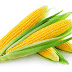 Corn Health Benefits