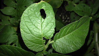 Slug damage to plant leaves