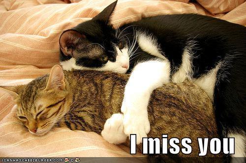 Bevalabeada I;ll miss you. Miss you-No tail cat Greeting Cards by BrensLens