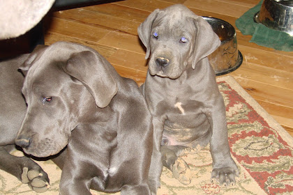 great dane puppy price Great dane puppy near puppies