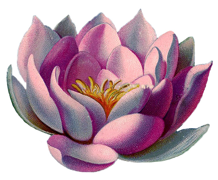 Water Lily Graphic