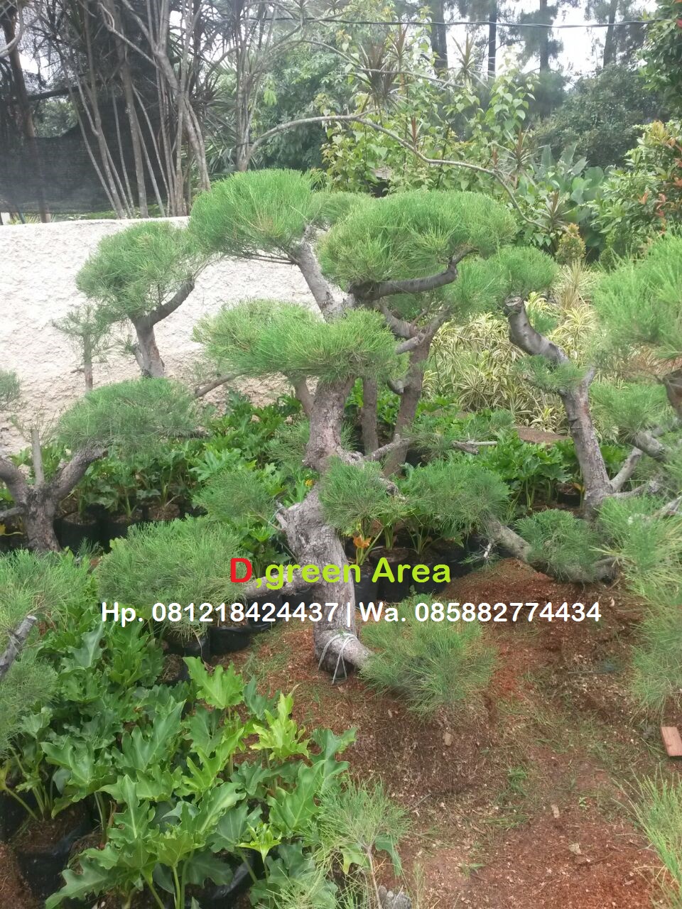 JUAL BONSAI CEMARA UDANG JUAL POHON BONSAI MURAH Tukang Taman