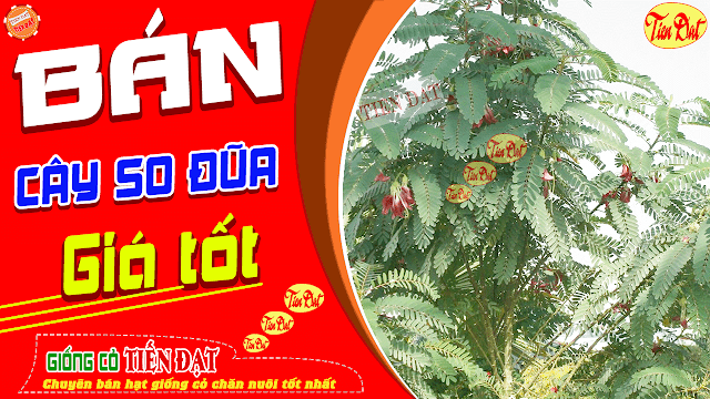 Chuyên bán giống cây so đũa giá tốt uy tín chất lượng