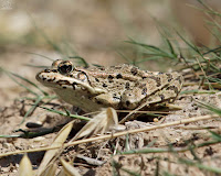 Rana común (Pelophylax perezi)