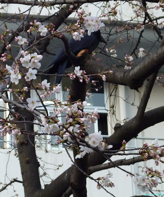 カラスと桜