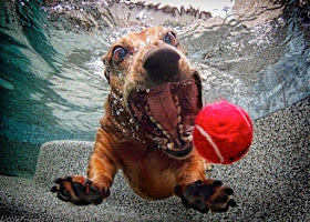 My NTCC: Image:  A large-mouthed dog dives under water to retrieve a red tennis ball.  My NTCC:  A zealous X-member who is probably living in denial of his or her own ntcc eXperience sanctimoniously demands everyone else to "Move On!" and "Get Over It!"   Healing is a process that varies with each individual. Take time to heal. Do what works for you.