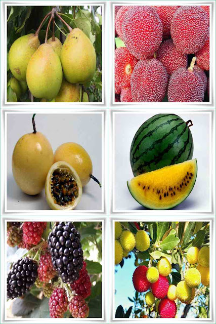 Fruit Names Beginning With Y