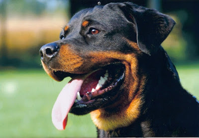 Rottweiler dog images