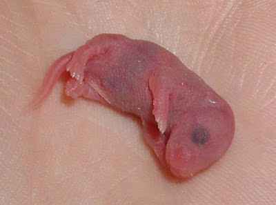 Transparent skin of baby mice