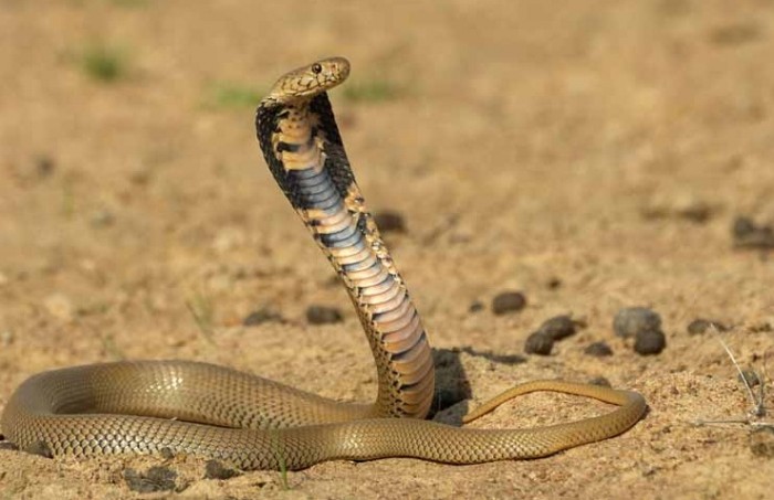 Gambar Ular Cobra Terbaru