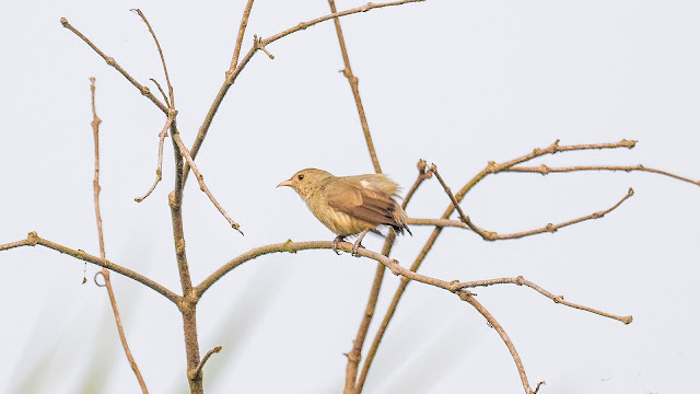 Pale-billed Flowerpecker