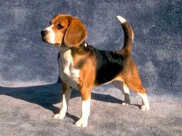 Foto Anjing Beagle