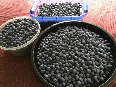 Blueberries from the garden.