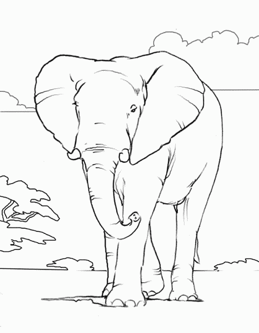 desenhos elefante colorir e pintar
