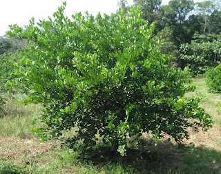 Jackfruit(Nangka): Kebun Limau Nipis 22 Dis 2008