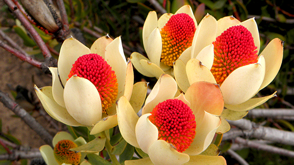 Inca Gold Conebush blossoms