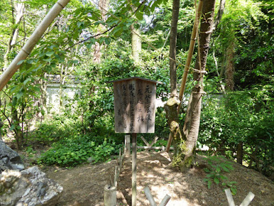 京都御苑・宗像神社　元左近の桜