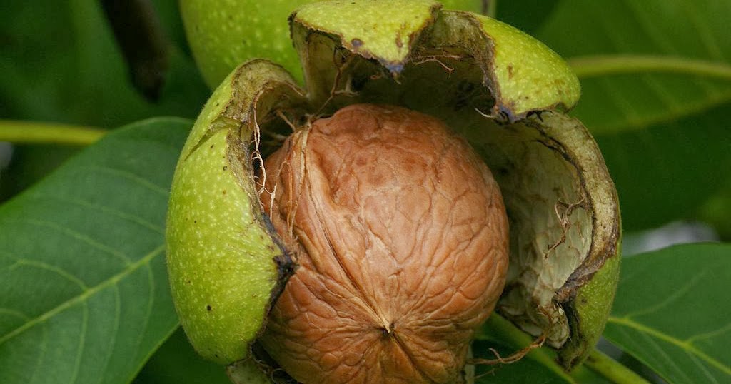 Manfaat buah kenari tanaman khas indonesia Tanaman Buah 