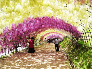 Terowongan Wisteria