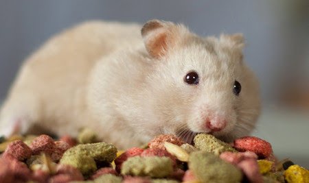 16 Makanan Hamster Alami & Bermerek [Sehat & Mudah Didapat]
