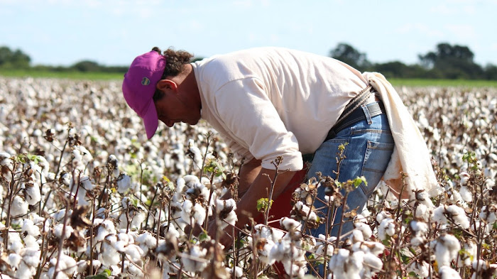 SANTA FE, se establecieron remuneraciones mínimas para los cultivos de: frutilla, batata, arroz, algodón; actividad forestal y manipulación de granos