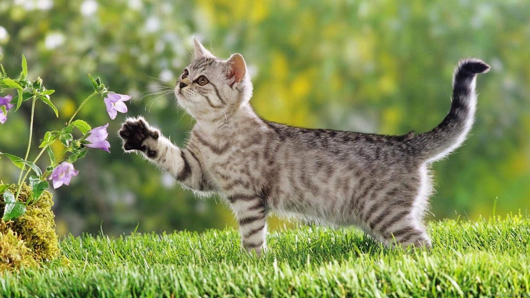 Cat hd wallpaper 5