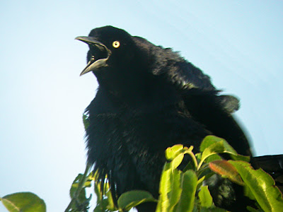 common grackle flight. pictures Common Grackle common