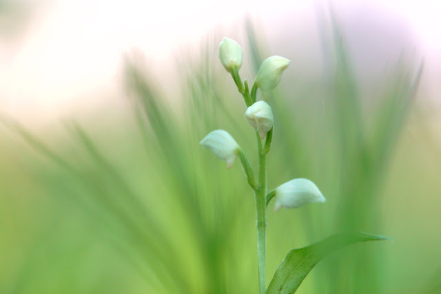 Cephalanthera erecta