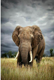 قصص اطفال | قصة الفيل المصور