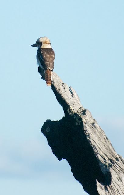 Laughing Kookaburra (Dacelo novaeguineae)