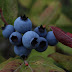 Blueberries