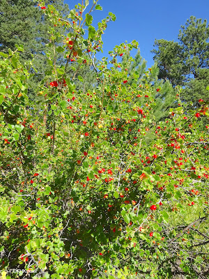 wax currant with fruit, Ribes cereum