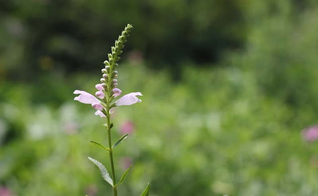 Physostegia Virginiana Flowers Pictures