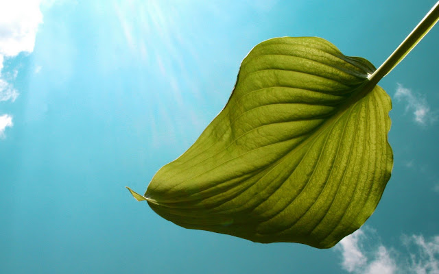  Green Leaf HQ Widescreen Wallpaper, Nature HD Wallpaper, 3D Nature HQ Wallpaper, Leaf HD Wallpaper, Natural HD Wallpaper, Green Leaf Desktop Wallpaper, High Quality Desktop Wallpaper, Nature HQ Desktop Background, Creative HD Wallpaper, Free HD Desktop Background, Latest Nature HD Wallpaper, www.purehdwallpapers.in, HD Nature Wallpaper Pure-hd-wallpapers.blogspot.com