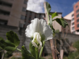 flor de guisante