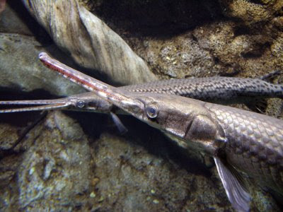 IKAN BERKEPALA BUAYA