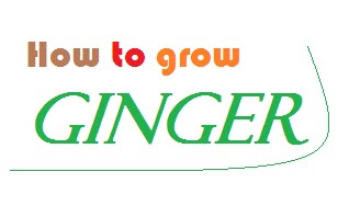 How to grow ginger