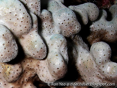 Blue Coral (Heliopora coerulea)