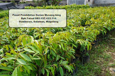 082.137.433.114 Bibit Durian Musang King Bpk Faisal