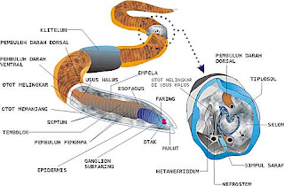 Sistem Organ  Tubuh Manusia dan Hewan  biologi