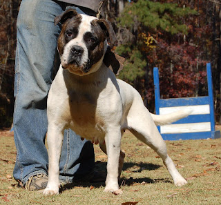 American Bulldog