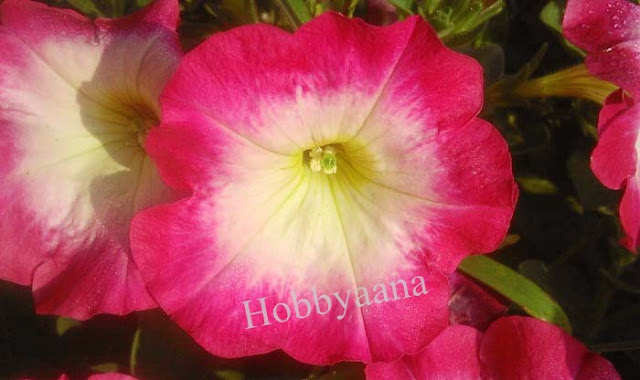 Petunia Flower care and information