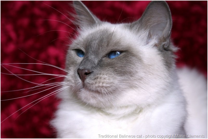 Traditional Balinese cat