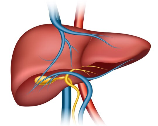 Liver
