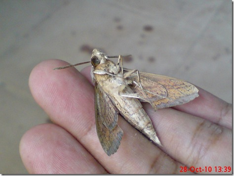 foto ngengat mati 03