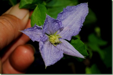 Clematis 'Blekitny Aniol'