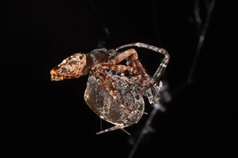 Está especie de araña, Philoponella prominens, se catapulta tras el acto sexual