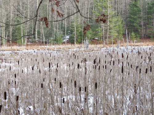 cattails