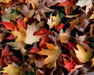 Fall Wallpapers for Desktop