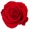 flowercube_rosa_rossa_bocciolo